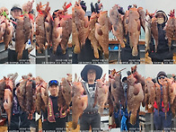 [고흥피쉬헌터호] 붉바리57cm.54cm.54..