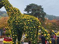 대구수목원의 국화축제ㆍ