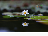 야생