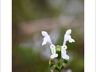 광대나물(흰색)