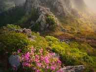 주작산철쭉