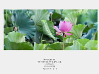 연꽃