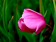 한밭수목원의 튤립