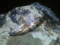 26시즌 오픈했습니..