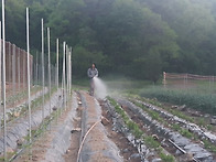 유기농,고추, 토마토,양파..
