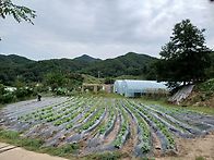 배추사러 갔다가 허탕