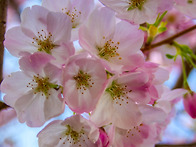 Cherryblossom