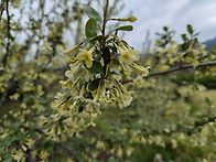 왕보리수나무 꽃