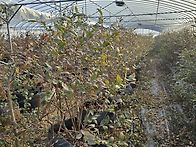 비가림하우스 전지 작업