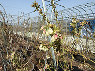 남부 뚜껑이 개화 시작