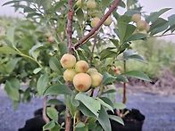 플로리다로즈 폭삭 커졌수..