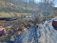 드디어 불루베리 피트모스..