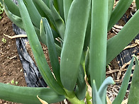 요술대파 키우는 방법