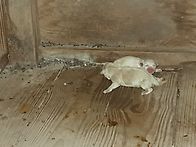 우리집 강아지가 쌔끼를 ..