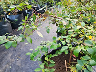 벌써부터 비좁습니다.