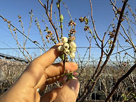 북부 한나초이스 개화 시작