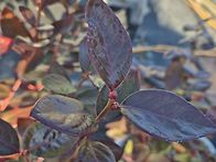 단풍들기 시작합니다