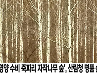 [힐트]영양 죽파리자작나무숲 (트레킹)27