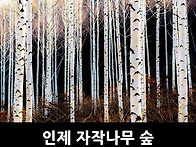 [날짜확정]1박2일 인제 곰배령/자작나무숲