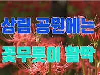 [힐트]함양 상림꽃무릇 ♧상림공원♧화림동..