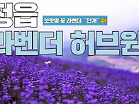 [힐트]정읍라벤다*보라빛*허브축제