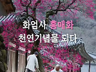 [구례] 구례화엄사 흑매화 / 산수유 축제9..