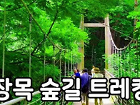 [힐트]원주 치악산(황자목숲길)/섬강자작나..