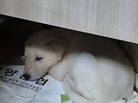 강아지들...
