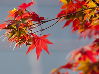 고운 빛깔로 물들어 가요