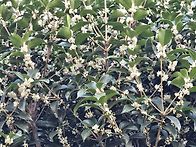 은목서