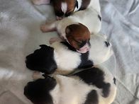 쪼꼬미 돼지들~