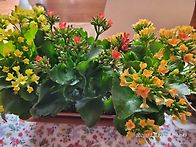 봄의 설렘, 카랑코에