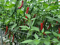 청양말랭이!! 유기농청양으..