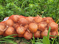 단단한 유기농 자색양파&..