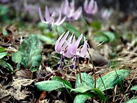 산중문답 24 속인..