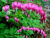 山中問答 30 애증..