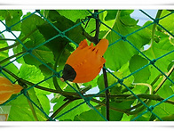 개군면 이색호박