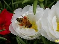 꽃처럼 살고싶습니다/조미..