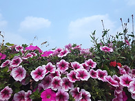 중랑천 군자교위에서