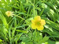 지리산(거림~세석~장터목~..