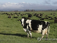가축에 세계 첫 탄소세 부..
