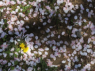 &clubs;화무(花無)는 ..