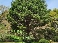 소나무(정이품 2세)