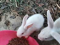 토끼