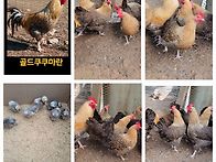 관상닭 여러품종 분양합니..