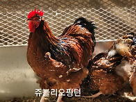 쥬블리