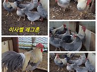 관상닭 여러품종 병아리 ..