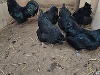블랙 아메라우카나 종란 ..