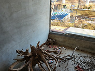 미어켓