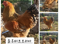 블루버프